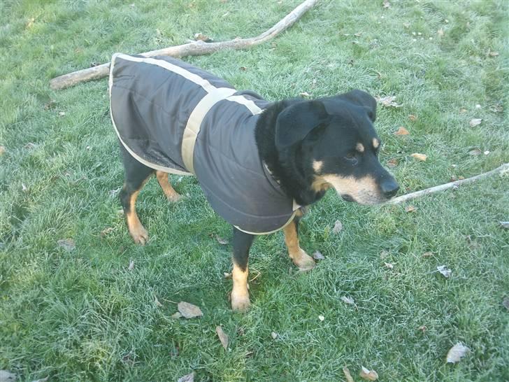 Blanding af racer Chico R.I.P 5/12/2011 :´( billede 15