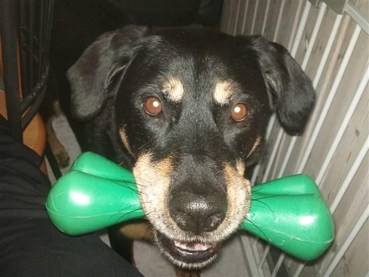 Blanding af racer Chico R.I.P 5/12/2011 :´( - Putter du lige lidt mad i den her mor??? ;-) madbenet billede 16