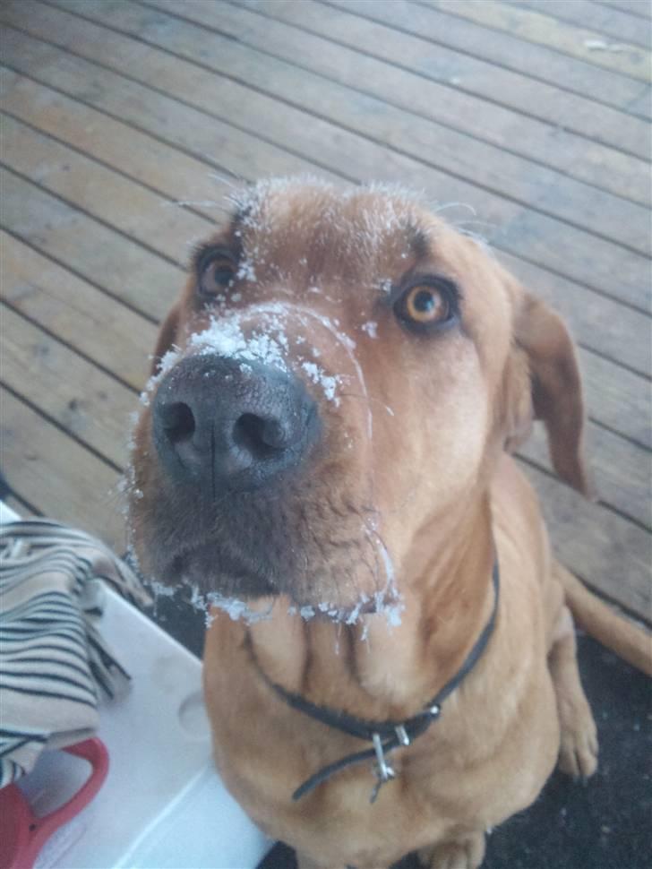 Broholmer Dina billede 2