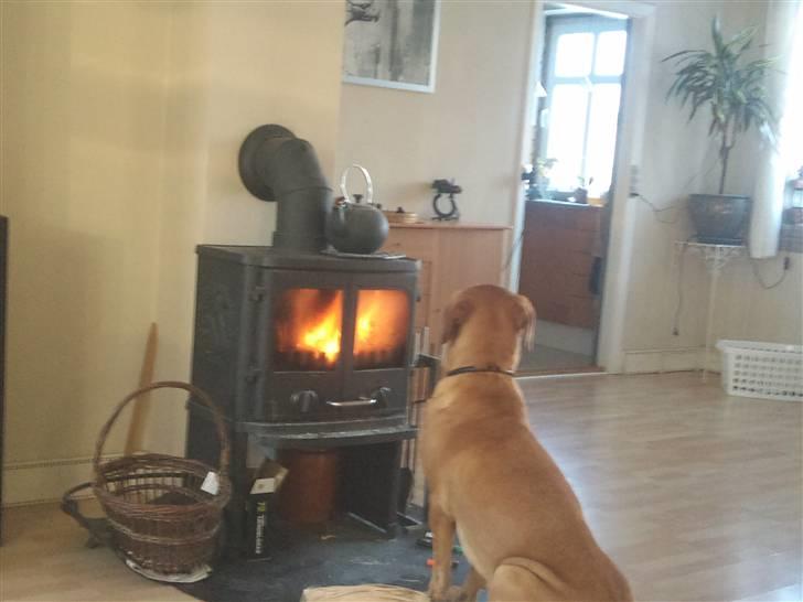 Broholmer Dina - ahhhhhhhhhh billede 3