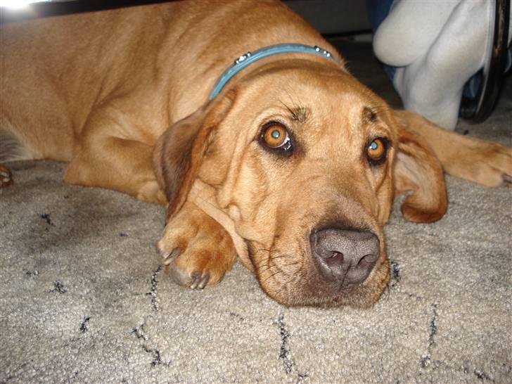 Broholmer Dina billede 1