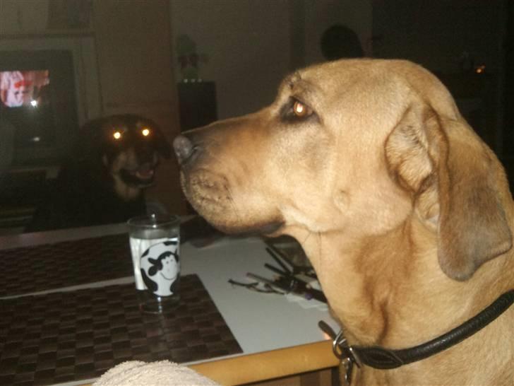 Broholmer Dina billede 4