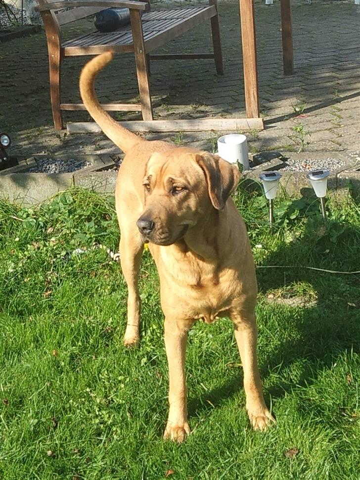 Broholmer Dina billede 6