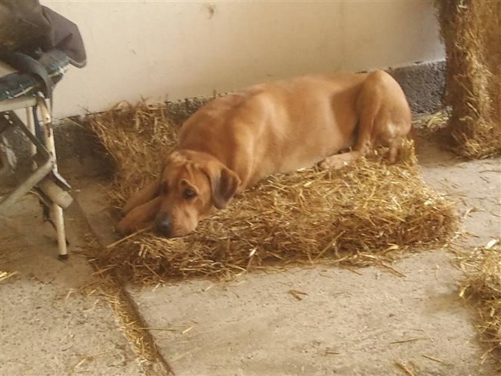 Broholmer Dina - hygge i stalden billede 7