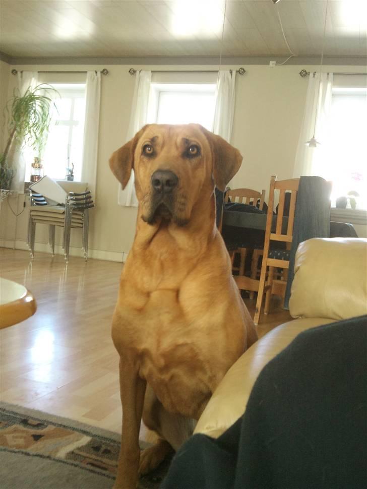 Broholmer Dina billede 8