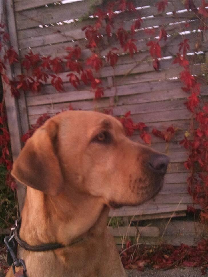 Broholmer Dina billede 9