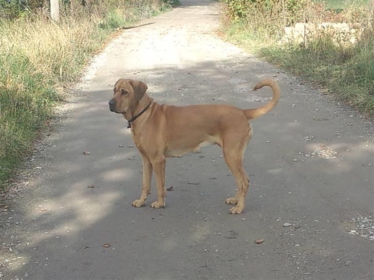 Broholmer Dina billede 10