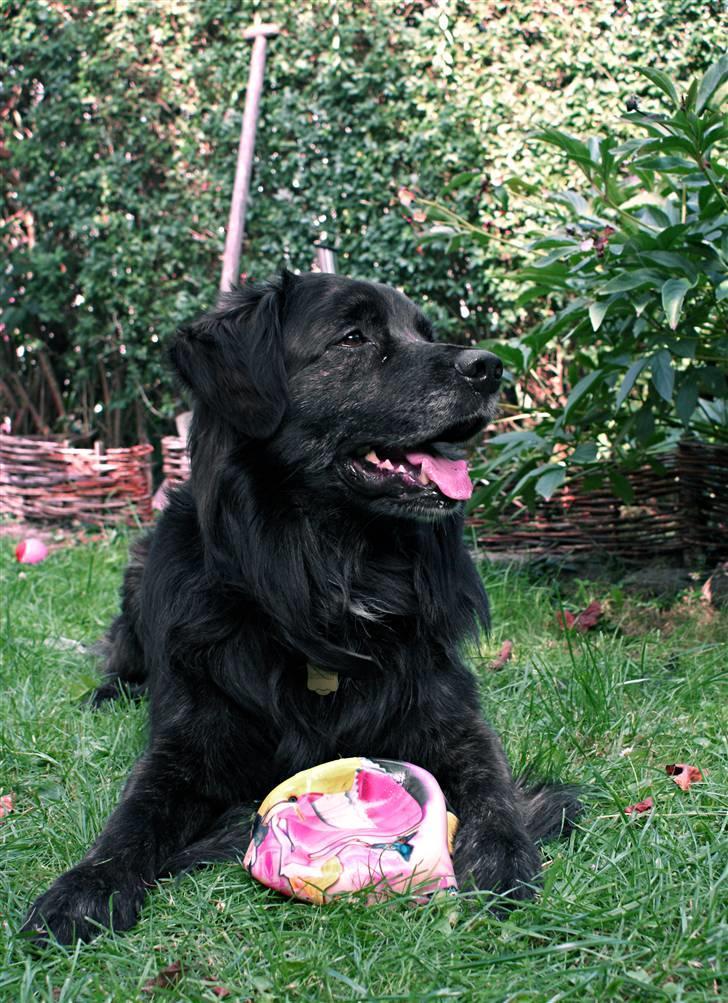 Blanding af racer Balto - 2009 billede 31