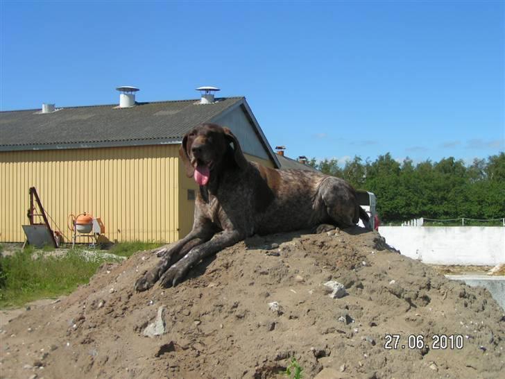 Korthåret hønsehund bonni *rip* billede 12