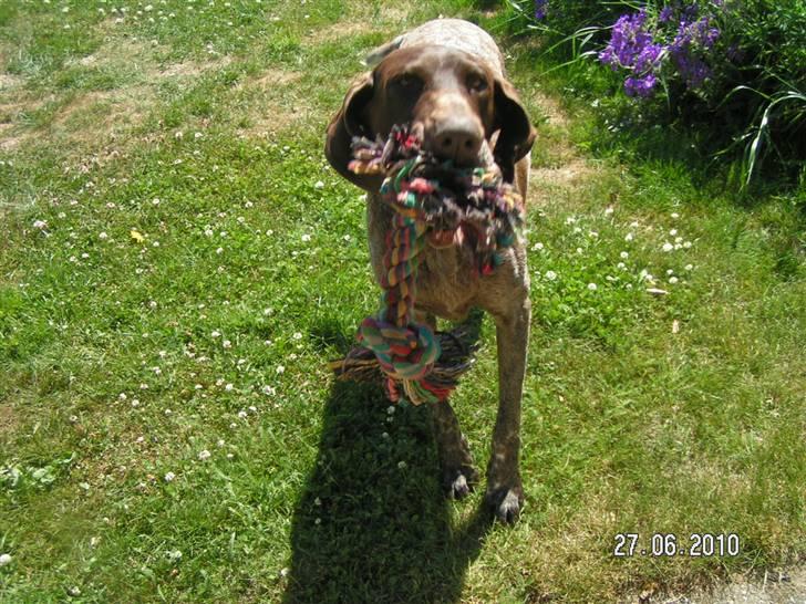 Korthåret hønsehund bonni *rip* billede 13