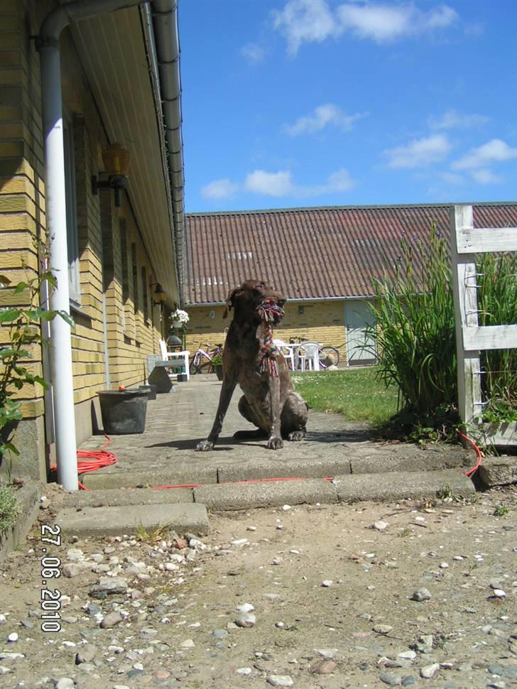 Korthåret hønsehund bonni *rip* billede 15