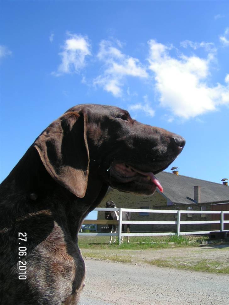 Korthåret hønsehund bonni *rip* billede 16