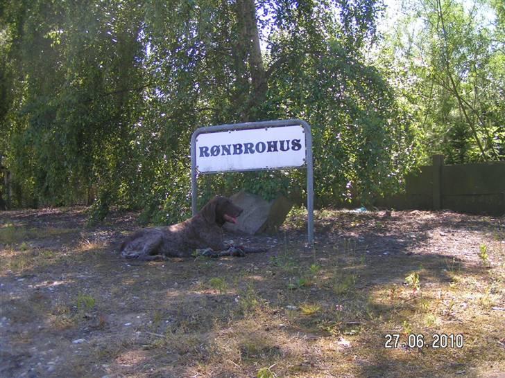 Korthåret hønsehund bonni *rip* billede 17