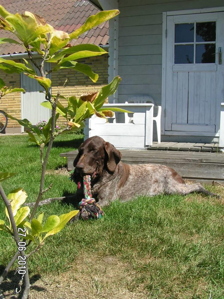 Korthåret hønsehund bonni *rip* billede 18