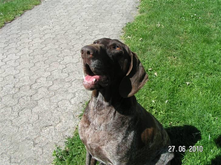 Korthåret hønsehund bonni *rip* billede 19