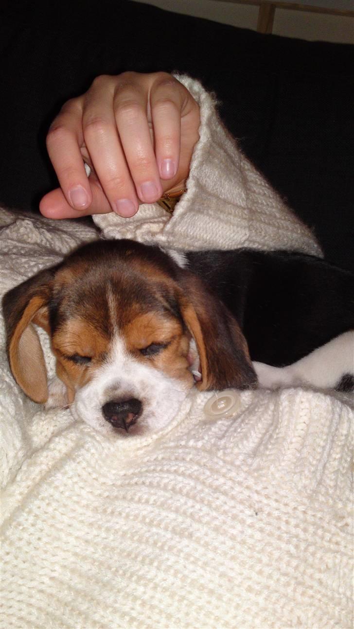 Beagle Bella billede 1