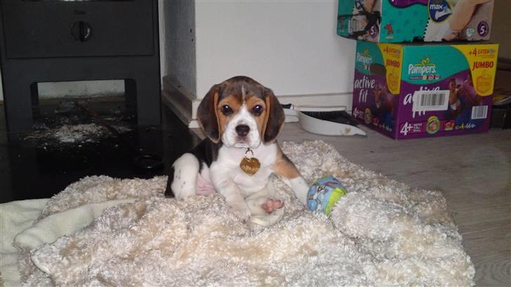 Beagle Bella billede 3