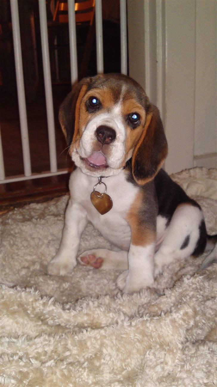 Beagle Bella billede 4