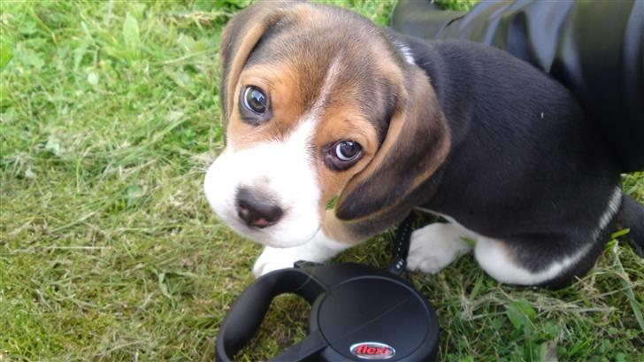 Beagle Bella billede 5