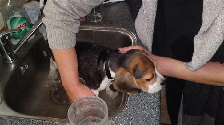 Beagle Bella billede 6