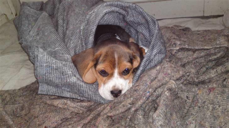Beagle Bella billede 7