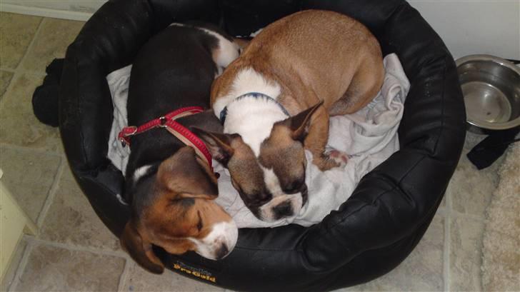 Beagle Bella billede 8