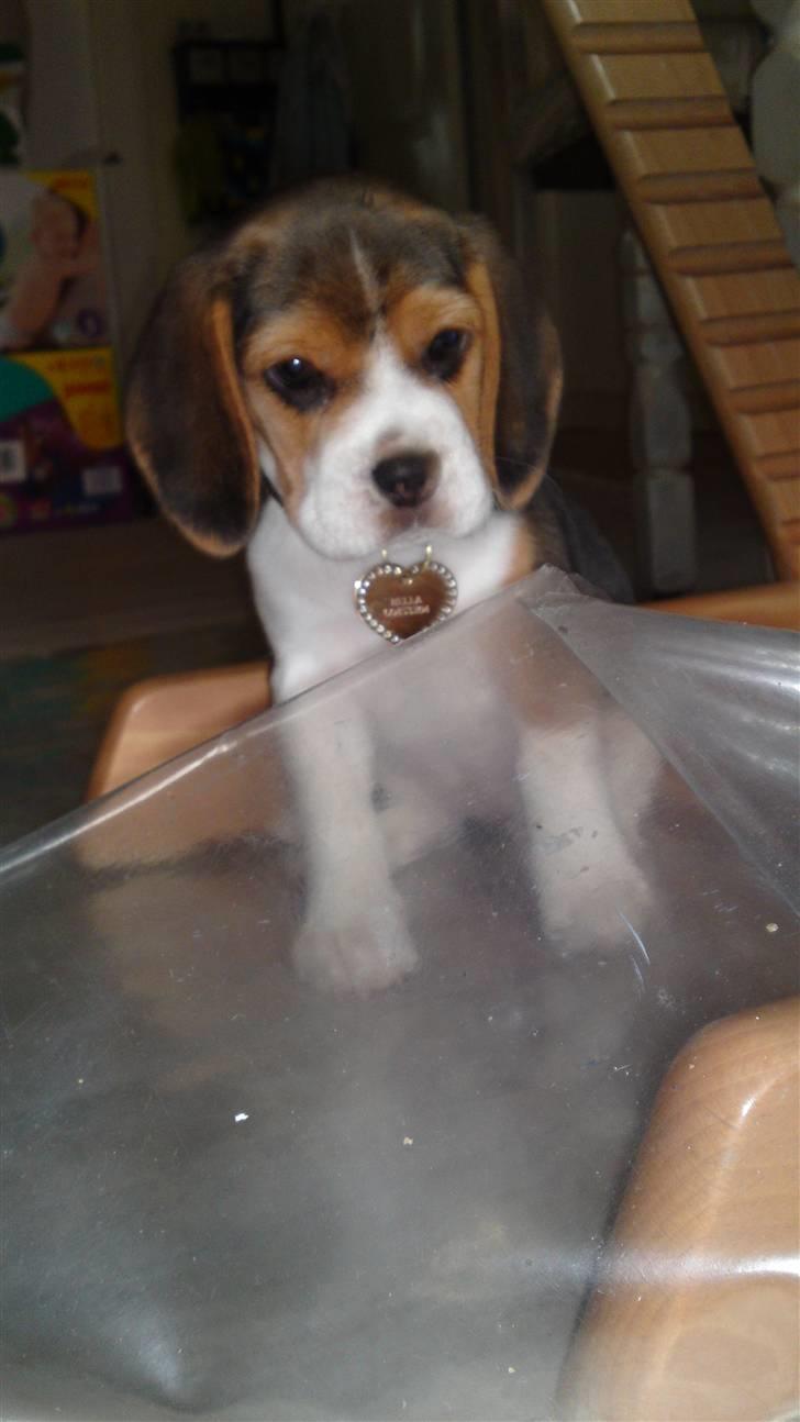 Beagle Bella billede 9