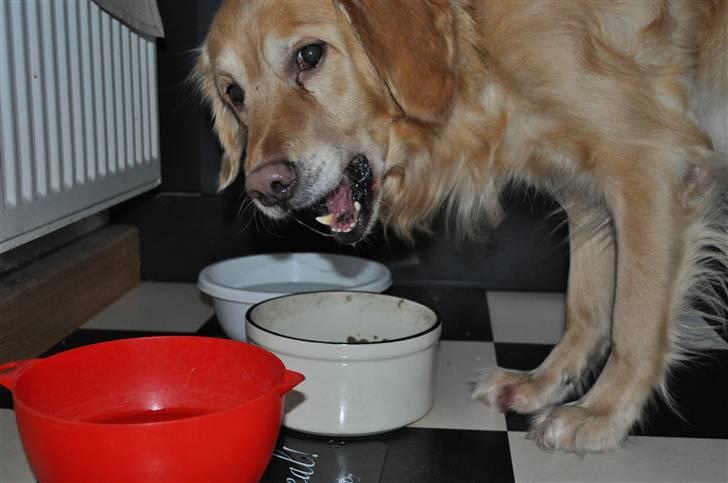 Blanding af racer Valde - Nom nom nom, det smager skønt!  billede 17