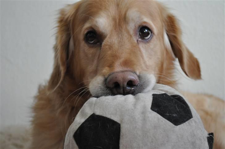 Blanding af racer Valde billede 18