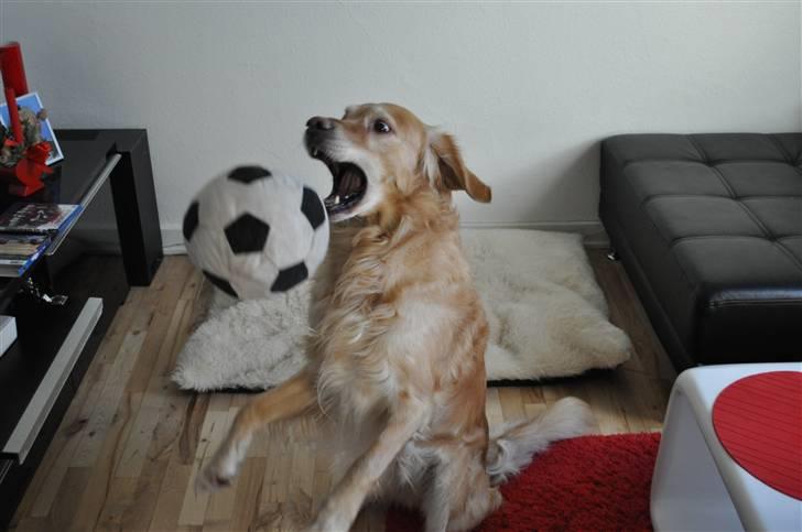 Blanding af racer Valde billede 19