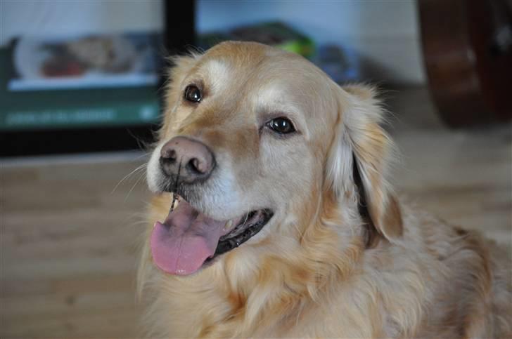 Blanding af racer Valde billede 20