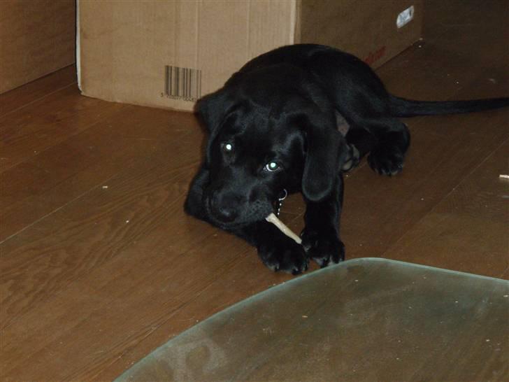 Labrador retriever Balder billede 1