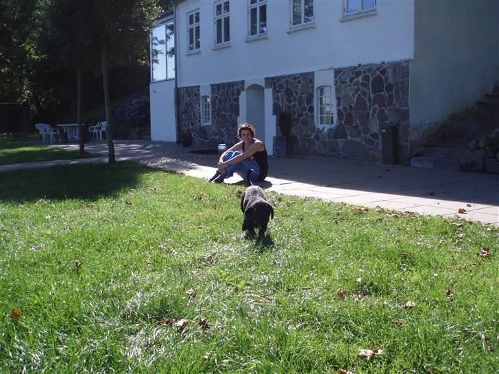 Labrador retriever Balder - er lige igang med at udforske det nye sted (den dag vi hentede ham) billede 2