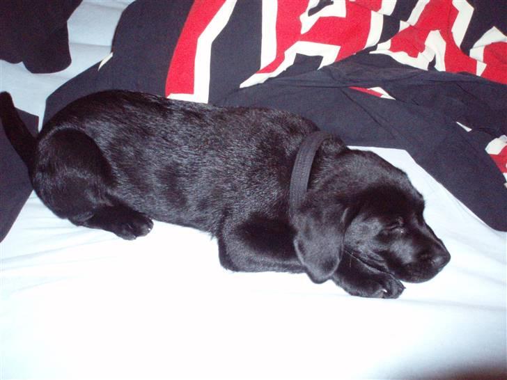 Labrador retriever Balder - det er dejligt at putte et sted hvor det dufter af mine mennesker =) billede 3