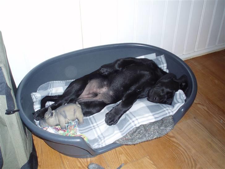 Labrador retriever Balder - Det er hårdt at være hvalp, så en skaber skal der til =) billede 4