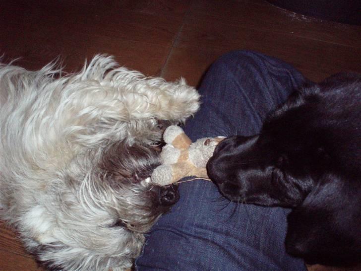 Labrador retriever Balder - Så er det lege tid med storebror billede 5