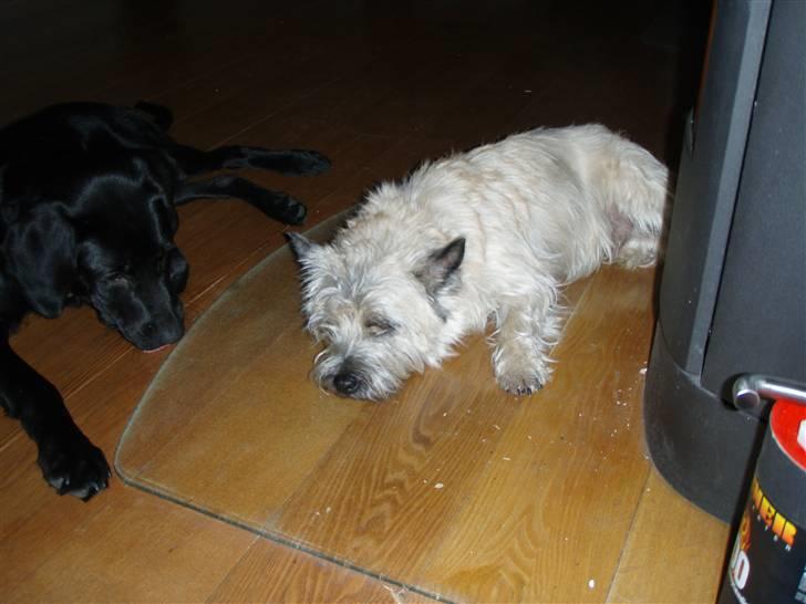 Labrador retriever Balder - Elsker brandovnen... billede 6