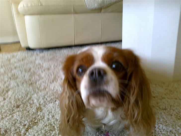 Cavalier king charles spaniel Molly <3 <3 :* billede 8