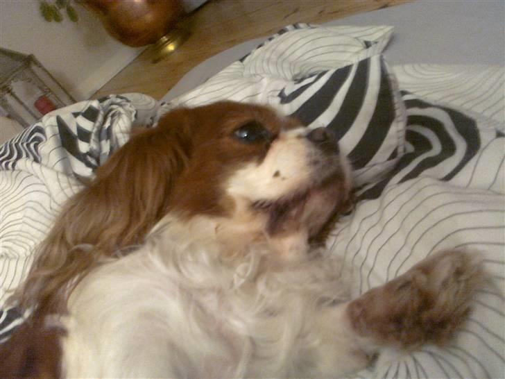 Cavalier king charles spaniel Molly <3 <3 :* billede 9