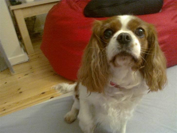 Cavalier king charles spaniel Molly <3 <3 :* billede 11