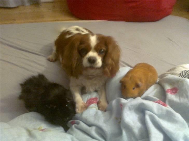 Cavalier king charles spaniel Molly <3 <3 :* billede 12