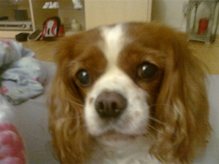 Cavalier king charles spaniel Molly <3 <3 :* billede 13