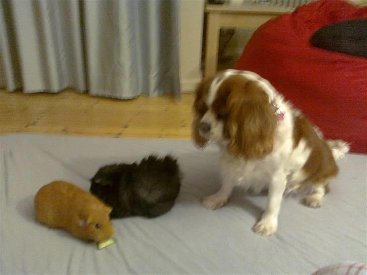 Cavalier king charles spaniel Molly <3 <3 :* billede 14