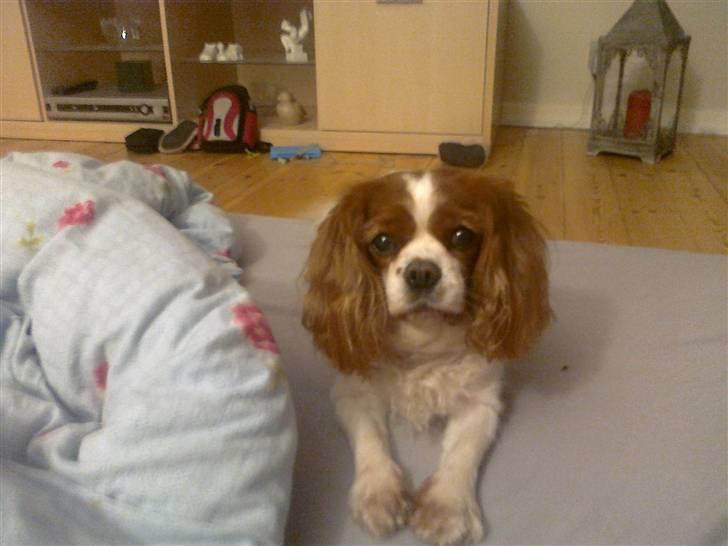 Cavalier king charles spaniel Molly <3 <3 :* billede 15