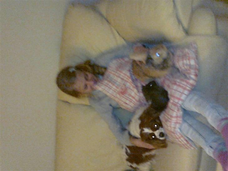 Cavalier king charles spaniel Molly <3 <3 :* billede 17