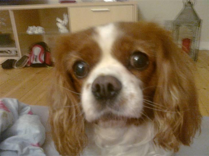 Cavalier king charles spaniel Molly <3 <3 :* billede 18