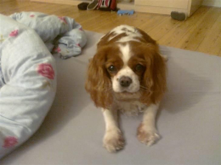 Cavalier king charles spaniel Molly <3 <3 :* billede 19