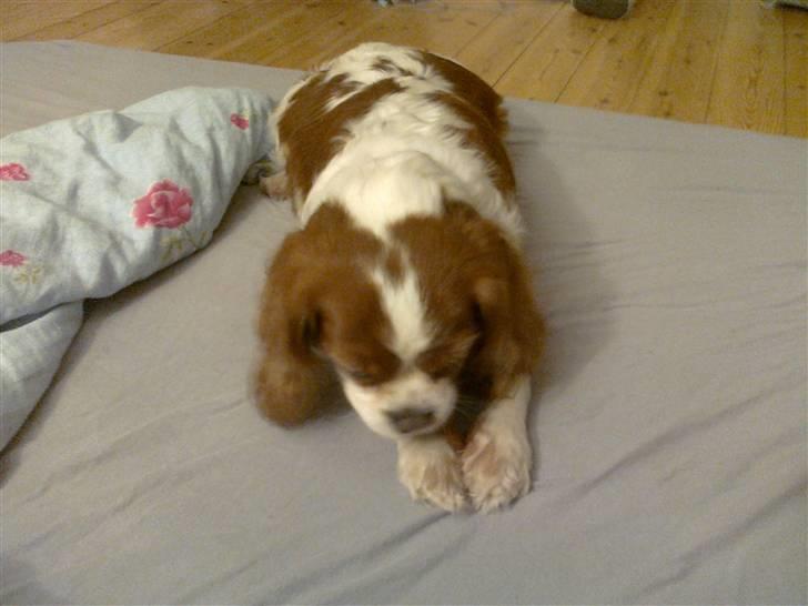 Cavalier king charles spaniel Molly <3 <3 :* billede 20
