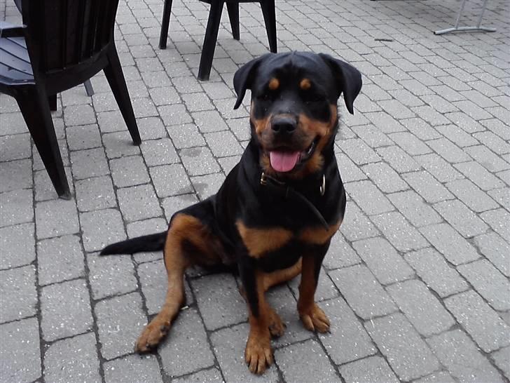 Rottweiler Tess <3 billede 1