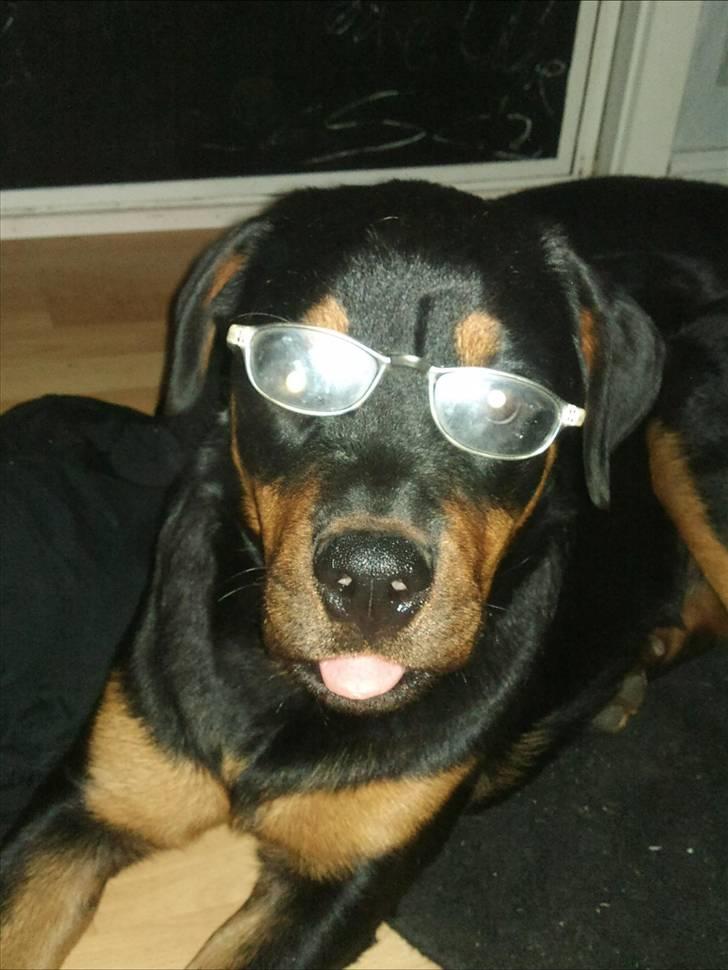 Rottweiler Tess <3 billede 2